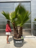 Palma Washingtonia robusta 4 pnie - wysokość całkowita: 270cm