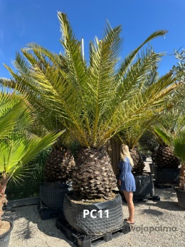 Palma Phoenix canariensis - wys. pnia: 100-110cm, wys. całkowita z donicą: ok.400cm PC11