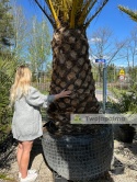 Palma Phoenix canariensis - wys. pnia 160cm, wys. całkowita z donicą: ok. 500cm PC15