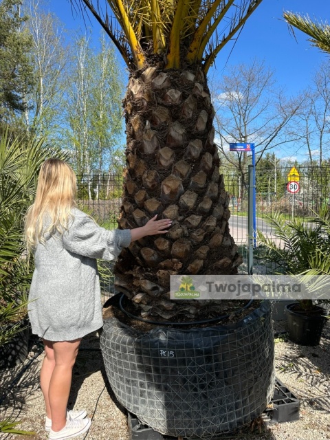 Palma Phoenix canariensis - wys. pnia 160cm, wys. całkowita z donicą: ok. 500cm PC15