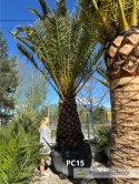 Palma Phoenix canariensis - wys. pnia 160cm, wys. całkowita z donicą: ok. 500cm PC15