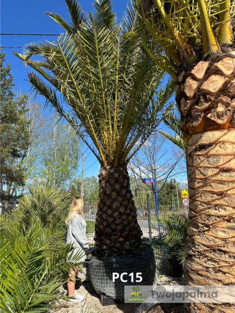 Palma Phoenix canariensis - wys. pnia 160cm, wys. całkowita z donicą: ok. 500cm PC15