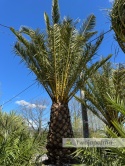 Palma Phoenix canariensis - wys. pnia 160cm, wys. całkowita z donicą: ok. 500cm PC15