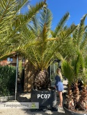 Palma Phoenix canariensis - wys. pnia: 90-100cm, wys. całkowita z donicą: ok.400cm PC07