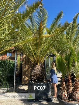 Palma Phoenix canariensis - wys. pnia: 90-100cm, wys. całkowita z donicą: ok.400cm PC07