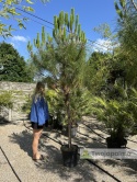 Pinus pinea - Sosna pinia, wys. całkowita: ok. 270cm