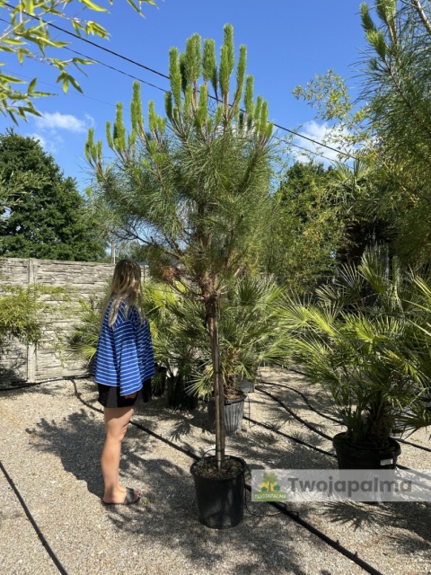 Pinus pinea - Sosna pinia, wys. całkowita: ok. 270cm