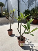 Plumeria - Plumeria rubra wys. całkowita z donicą: 90-110cm