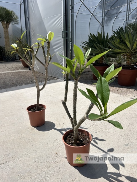 Plumeria - Plumeria rubra wys. całkowita z donicą: 90-110cm