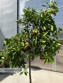 Pomarańcza słodka drzewko (Citrus sinensis) - wysokość całkowita z donicą: 190-200cm
