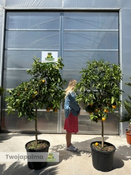 Pomarańcza słodka drzewko (Citrus sinensis) - wysokość całkowita z donicą: 190-200cm