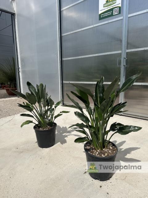 Strelitzia reginae/Strelicja królewska - wys. całkowita z donicą: ok. 90-100cm