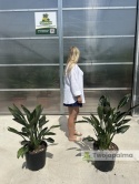 Strelitzia reginae/Strelicja królewska - wys. całkowita z donicą: ok. 90-100cm
