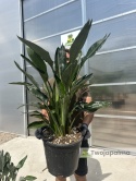 Strelitzia reginae/Strelicja królewska - wys. całkowita z donicą: ok. 90-100cm