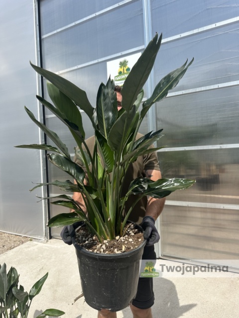 Strelitzia reginae/Strelicja królewska - wys. całkowita z donicą: ok. 90-100cm
