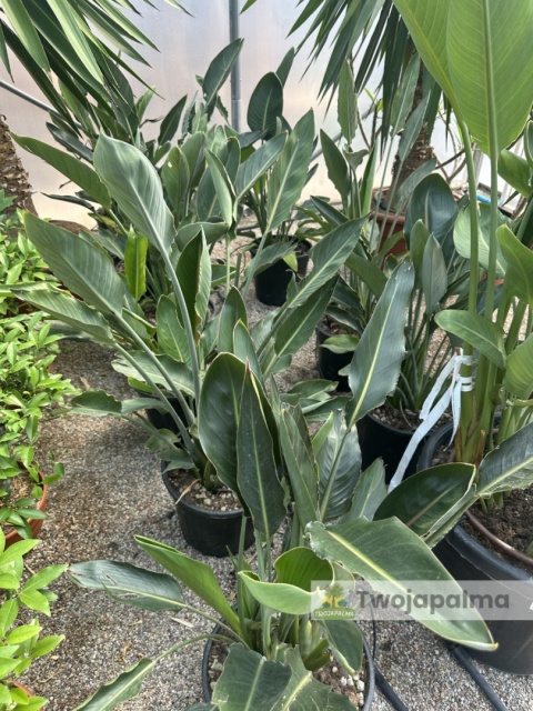 Strelitzia reginae/Strelicja królewska - wys. całkowita z donicą: ok. 90-100cm