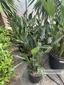 Strelitzia reginae/Strelicja królewska - wys. całkowita z donicą: ok. 90-100cm