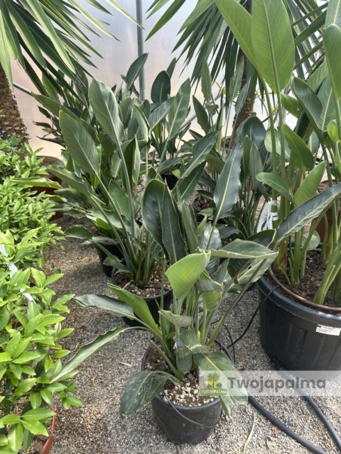Strelitzia reginae/Strelicja królewska - wys. całkowita z donicą: ok. 90-100cm