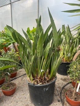 Strelitzia reginae/Strelicja królewska - wysokość całkowita z donicą: ok. 150-160cm