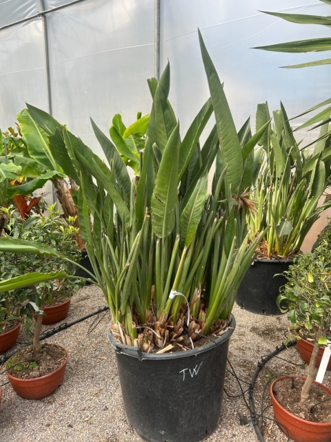 Strelitzia reginae/Strelicja królewska - wysokość całkowita z donicą: ok. 150-160cm
