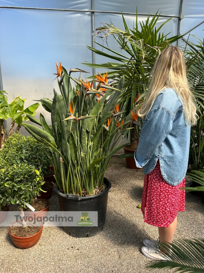 Strelitzia reginae/Strelicja krlewska - wysoko cakowita z donic: ok.  150-160cm