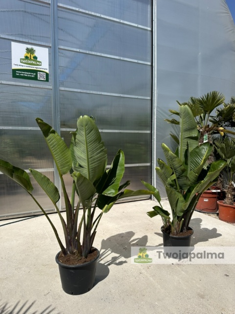 Strelitzia/Strelicja nicolai wys. całkowita z donicą: 140-170cm