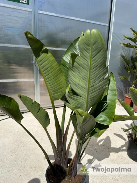 Strelitzia/Strelicja nicolai wys. całkowita z donicą: 140-170cm