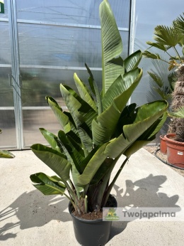 Strelitzia/Strelicja nicolai wys. całkowita z donicą: 140-170cm