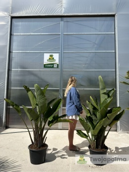 Strelitzia/Strelicja nicolai wys. całkowita z donicą: 140-170cm