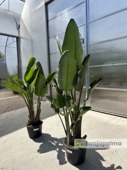 Strelicja nicolai (Strelitzia nicolai) wys. całkowita z donicą: 160-200cm