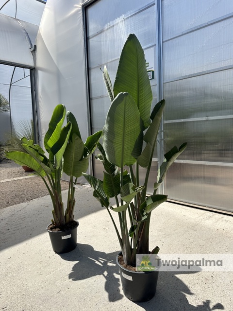 Strelicja nicolai (Strelitzia nicolai) wys. całkowita z donicą: 160-200cm