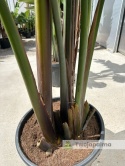 Strelitzia/Strelicja nicolai wys. całkowita z donicą: ok. 260-280cm