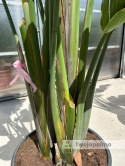 Strelitzia/Strelicja nicolai wys. całkowita z donicą: ok. 260-280cm