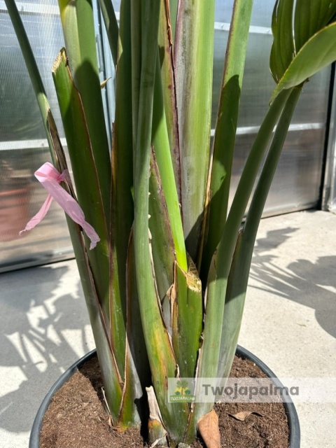 Strelitzia/Strelicja nicolai wys. całkowita z donicą: ok. 260-280cm