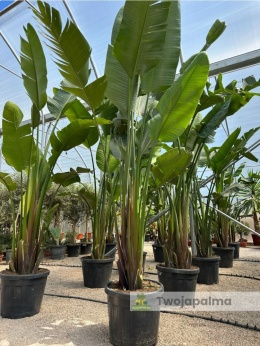 Strelitzia/Strelicja nicolai wys. całkowita z donicą: ok. 260-280cm
