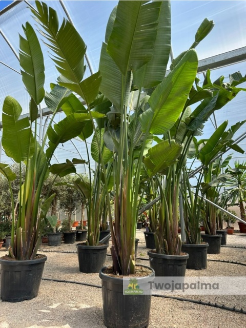 Strelitzia/Strelicja nicolai wys. całkowita z donicą: ok. 260-280cm