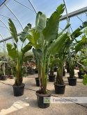 Strelitzia/Strelicja nicolai wys. całkowita z donicą: ok. 260-280cm