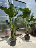 Strelitzia/Strelicja nicolai wys. całkowita z donicą: ok. 260-280cm