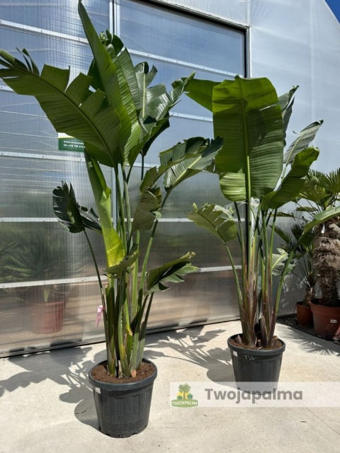 Strelitzia/Strelicja nicolai wys. całkowita z donicą: ok. 260-280cm