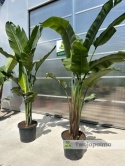 Strelitzia/Strelicja nicolai wys. całkowita z donicą: ok. 260-280cm