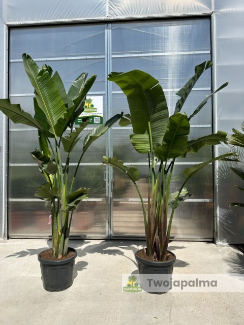 Strelitzia/Strelicja nicolai wys. całkowita z donicą: ok. 260-280cm