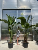 Strelitzia/Strelicja nicolai wys. całkowita z donicą: ok. 260-280cm