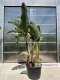 Strelitzia/Strelicja nicolai wys. całkowita z donicą: ok. 300cm SN01