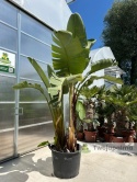 Strelitzia/Strelicja nicolai wys. całkowita z donicą: ok. 300cm SN01