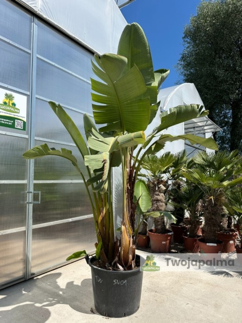 Strelitzia/Strelicja nicolai wys. całkowita z donicą: ok. 300cm SN01