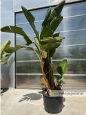 Strelitzia/Strelicja nicolai wys. całkowita z donicą: ok. 300cm SN01