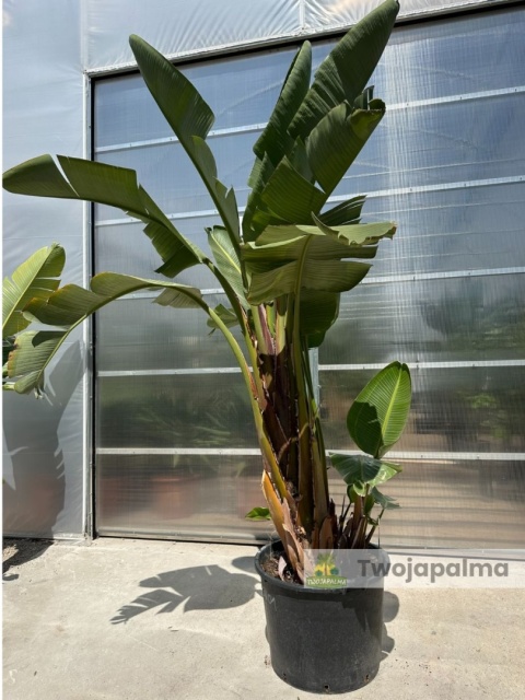 Strelitzia/Strelicja nicolai wys. całkowita z donicą: ok. 300cm SN01