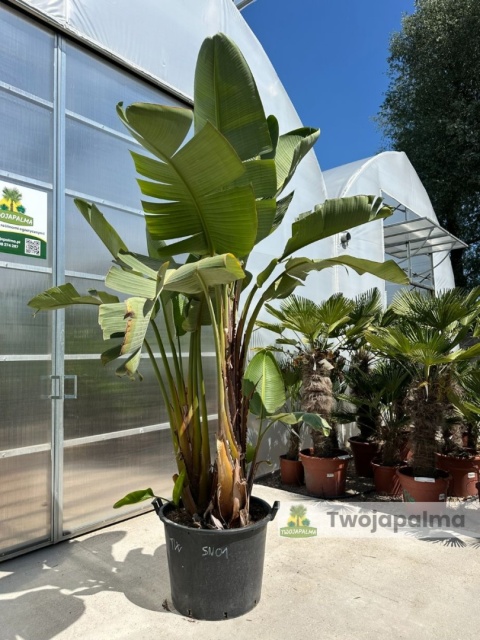Strelitzia/Strelicja nicolai wys. całkowita z donicą: ok. 300cm SN01