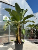 Strelitzia/Strelicja nicolai wys. całkowita z donicą: ok. 300cm SN01