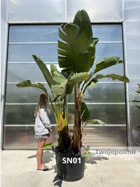 Strelitzia/Strelicja nicolai wys. całkowita z donicą: ok. 300cm SN01